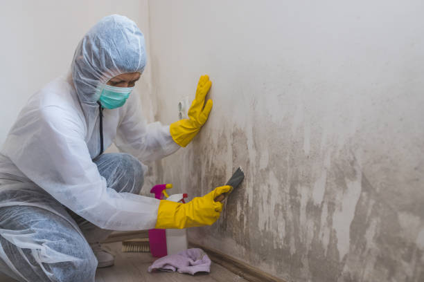 Home Mold Removal in Jenison, MI