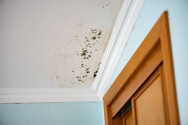 Best Mold Removal Near Me  in Jenison, MI