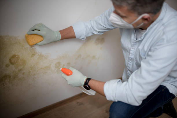 Professional Mold Removal in Jenison, MI