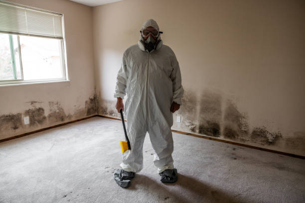 Best Professional Mold Removal  in Jenison, MI