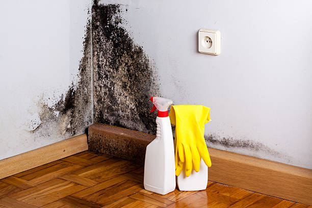 Trusted Jenison, MI Mold Removal Experts