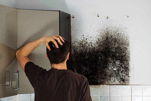 Best Affordable Mold Removal  in Jenison, MI