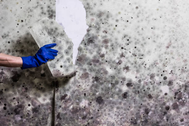 Mold Removal and Inspection in Jenison, MI