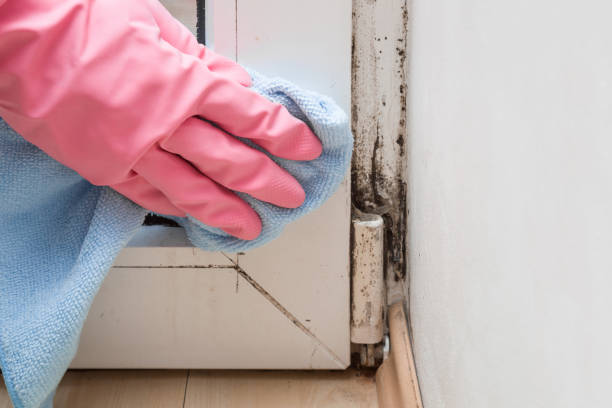 Best Fast Mold Removal  in Jenison, MI