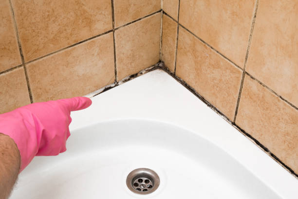 Best Affordable Mold Removal  in Jenison, MI